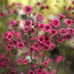 Leptospermum Rojo, Manuka Rojo